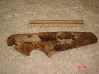 藏品(虎尺骨)的圖片